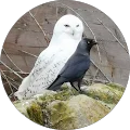 Caroline Bowes Avatar